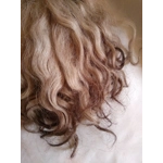 Light ash brown Grey Faced Dartmoor, rare breed sheep (v)