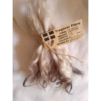 Light brown and plum, Grey Faced Dartmoor, rare breed sheep