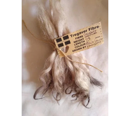 Light brown and plum, Grey Faced Dartmoor, rare breed sheep