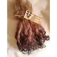 Brown mix,  Grey  Faced Dartmoor, rare breed sheep (v)