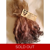 Brown mix,  Grey  Faced Dartmoor, rare breed sheep (v)