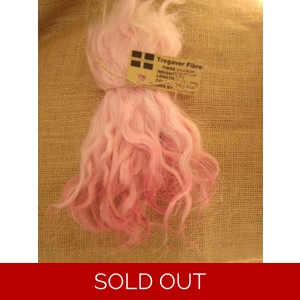 Baby pink mix  mix,  Grey  Faced Dartmoor, rare breed sheep (v)