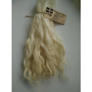 Light Blonde Grey Faced Dartmoor, rare breed sheep (v)