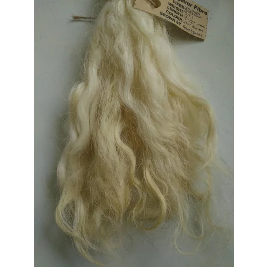 Light Blonde Grey Faced Dartmoor, rare breed sheep (v)