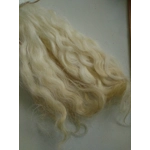 Light Blonde Grey Faced Dartmoor, rare breed sheep (v)