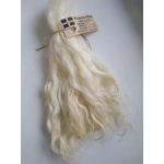 Light Blonde Grey Faced Dartmoor, rare breed sheep (v)