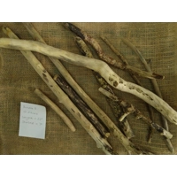 Driftwood / Drift Wood Bundle 1