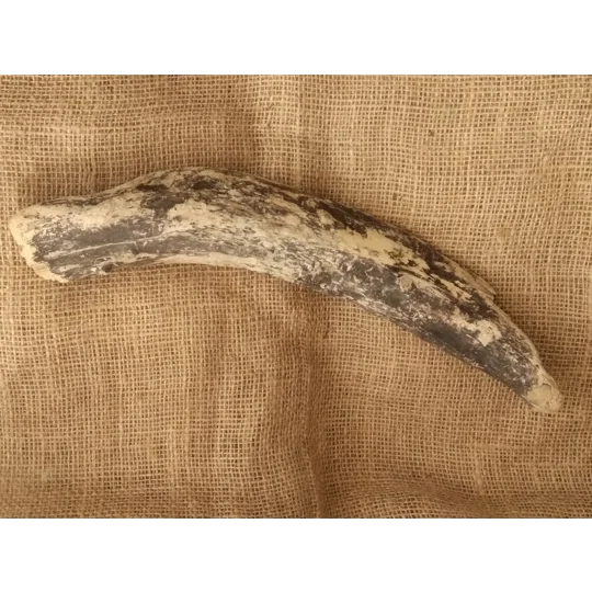 Single Driftwood piece 3 - beautiful drift wood for crafting