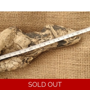 Single Driftwood / Drift wood piece 2