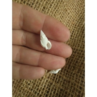 Miniature shells - set of 3