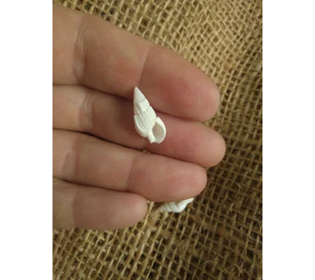 Miniature shells - set of 3