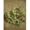 Light Lime Teeswater Curly wool, 10g (v)