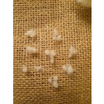 Wool Nepps - tiny balls of wool Wool Nepps - tiny balls of wool