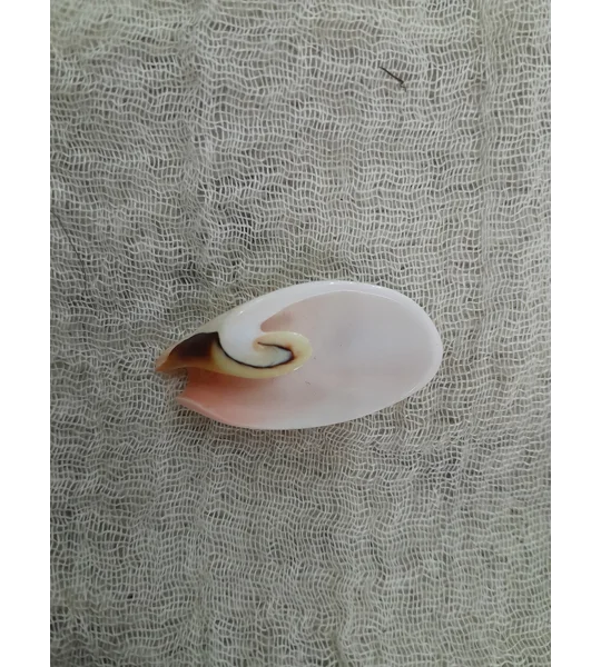 Strombus Luhuanus Lily Cut Shell with beading holes