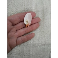 Strombus Luhuanus Lily Cut Shell with beading holes