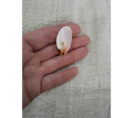 Strombus Luhuanus Lily Cut Shell with beading holes
