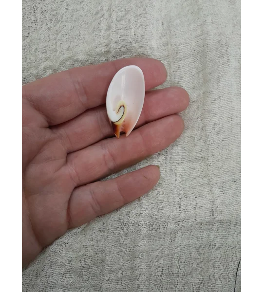 Strombus Luhuanus Lily Cut Shell with beading holes