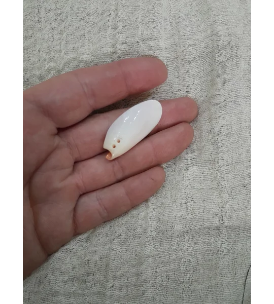 Strombus Luhuanus Lily Cut Shell with beading holes