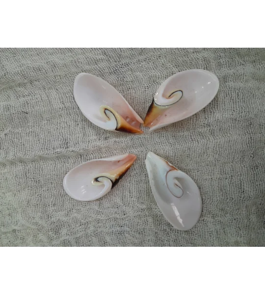 Strombus Luhuanus Lily Cut Shell with beading holes