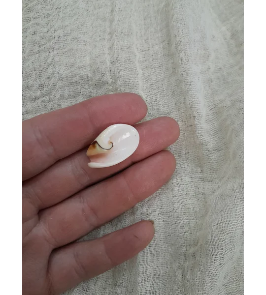 Strombus Luhuanus Lily Cut Shell with beading holes