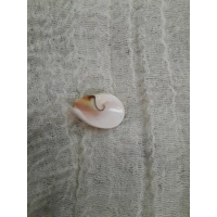 Strombus Luhuanus Lily Cut Shell with beading holes (small)
