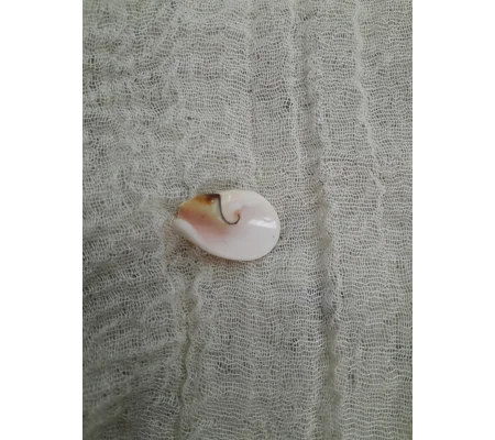 Strombus Luhuanus Lily Cut Shell with beading holes (small)