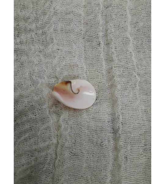 Strombus Luhuanus Lily Cut Shell with beading holes