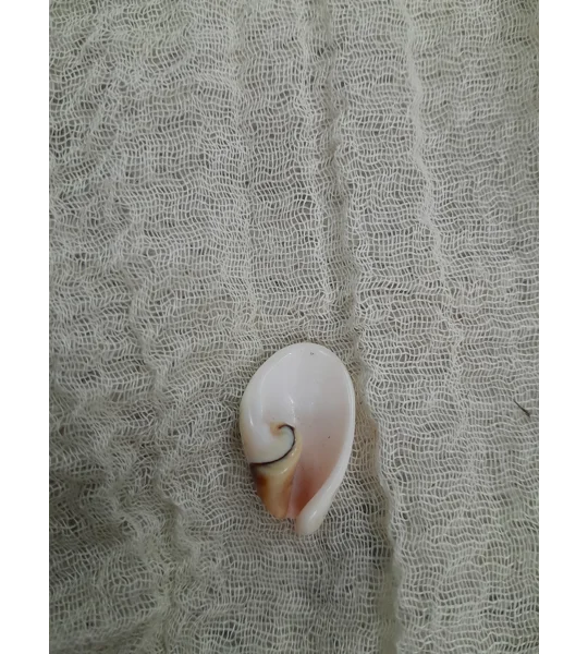 Strombus Luhuanus Lily Cut Shell with beading holes