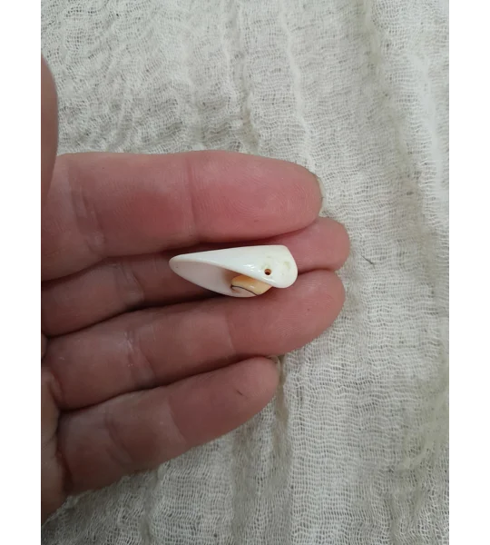Strombus Luhuanus Lily Cut Shell with beading holes