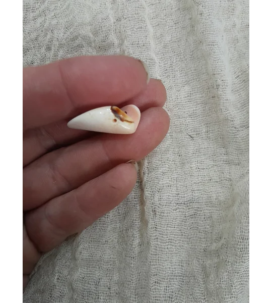 Strombus Luhuanus Lily Cut Shell with beading holes