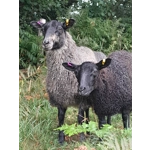 Black brown and grey gotland lambs locks, 10g bunch Black brown and grey gotland lambs locks, 10g bunch