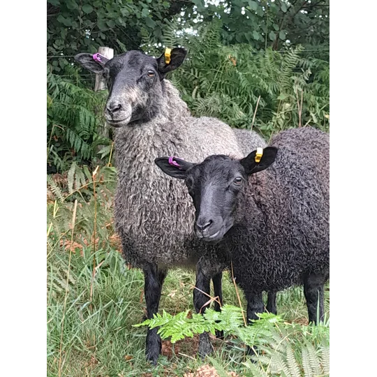 Silver and Grey gotland lambs locks, 10g bunch for needle felting and doll hair