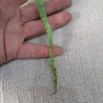 Fern Green Mix Blue Faced Leicester wool locks 10g Fern Green Mix Blue Faced Leicester wool locks 10g