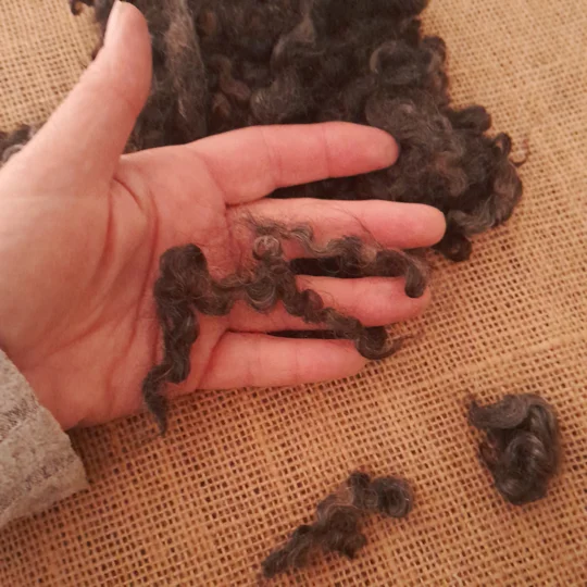 black curly wool, grey curly wool, brown curly wool, needle felting wool