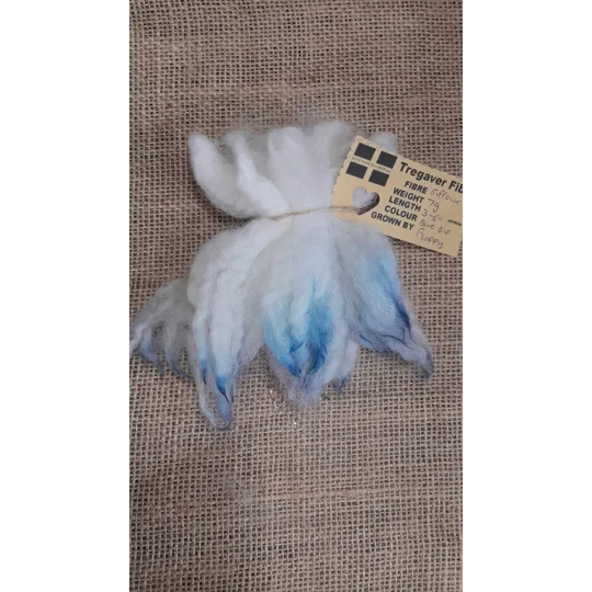 Cream and white wavy wool locks dip dyed in blue and silver Suffolk sheep locks