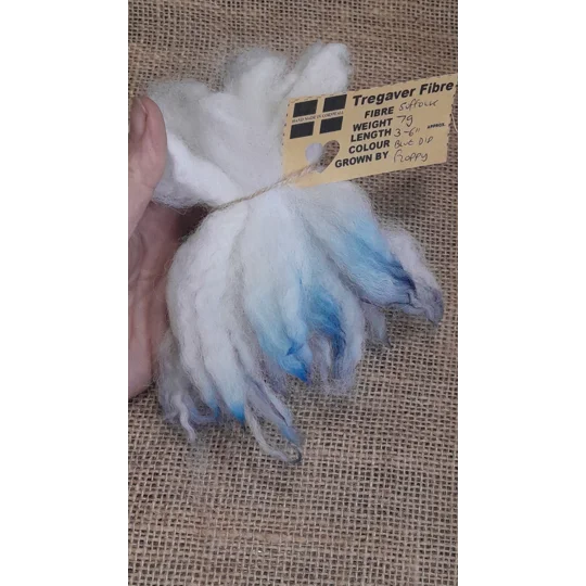 Cream and white wavy wool locks dip dyed in blue and silver Suffolk sheep locks