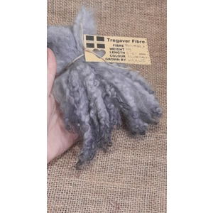 Silver wavy wool locks teeswater cross sheep locks