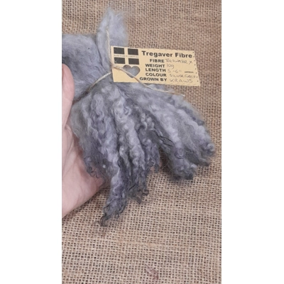 Silver wavy wool locks teeswater cross sheep locks Silver wavy wool locks teeswater cross sheep locks