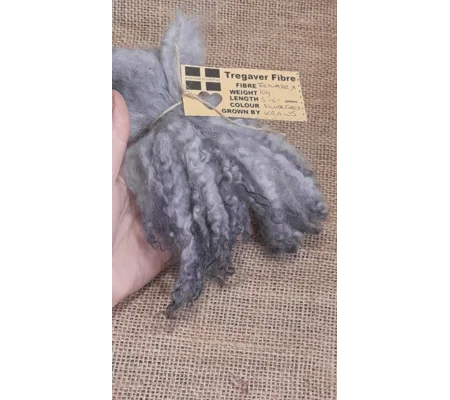 Silver wavy wool locks teeswater cross sheep locks