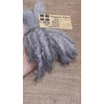 Silver wavy wool locks teeswater cross sheep locks Silver wavy wool locks teeswater cross sheep locks