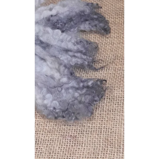 Silver wavy wool locks teeswater cross sheep locks