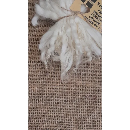 Natural Undyed cream and white wavy wool locks, Devon and Cornwall Longwool x Suffolk