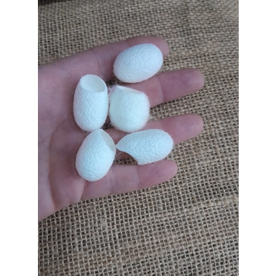 5 silk cocoons 5 silk cocoons