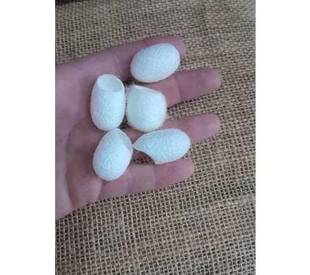 5 silk cocoons