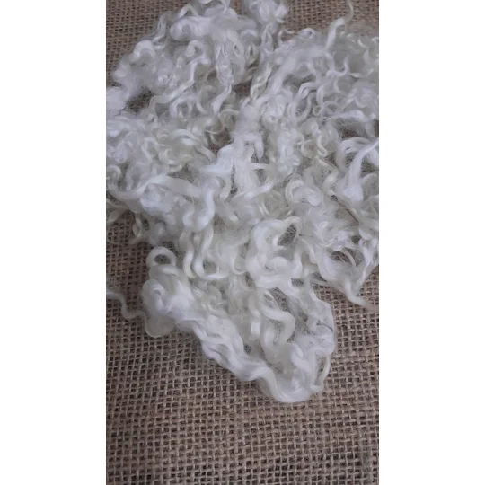 undyed teeswater, natural teeswater, curly wool, white curly wool, cream curly wool, curly wool locks, teeswater, non slaughter wool, pet sheep wool