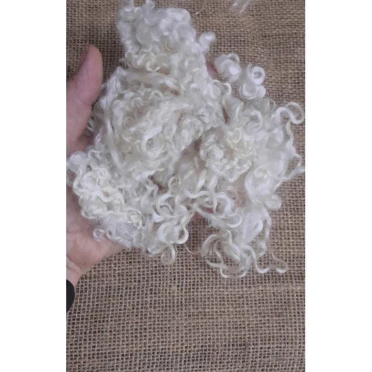 undyed teeswater, natural teeswater, curly wool, white curly wool, cream curly wool, curly wool locks, teeswater, non slaughter wool, pet sheep wool