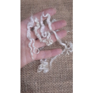 undyed teeswater, natural teeswater, curly wool, white curly wool, cream curly wool, curly wool locks, teeswater, non slaughter wool, pet sheep wool
