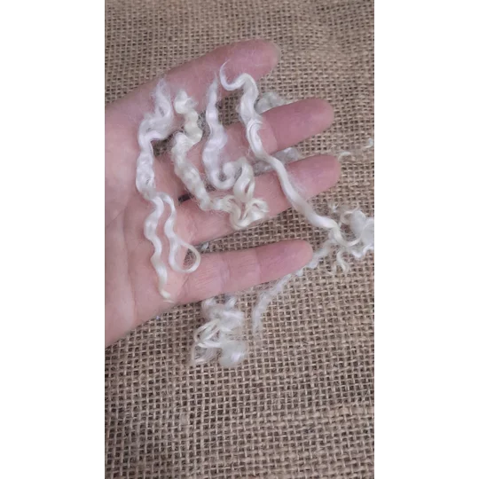 undyed teeswater, natural teeswater, curly wool, white curly wool, cream curly wool, curly wool locks, teeswater, non slaughter wool, pet sheep wool