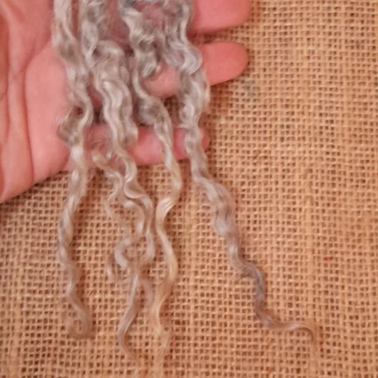 Silver and Grey gotland lambs locks, 10g bunch for needle felting and doll hair