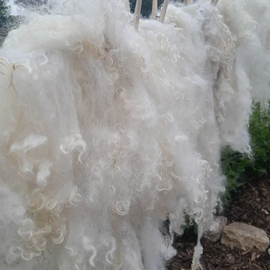 preorder, preorder, pre-order, fleece, spinning fleece preorder, fleece for spinning
